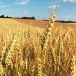 Agriculteur =Culture du blé